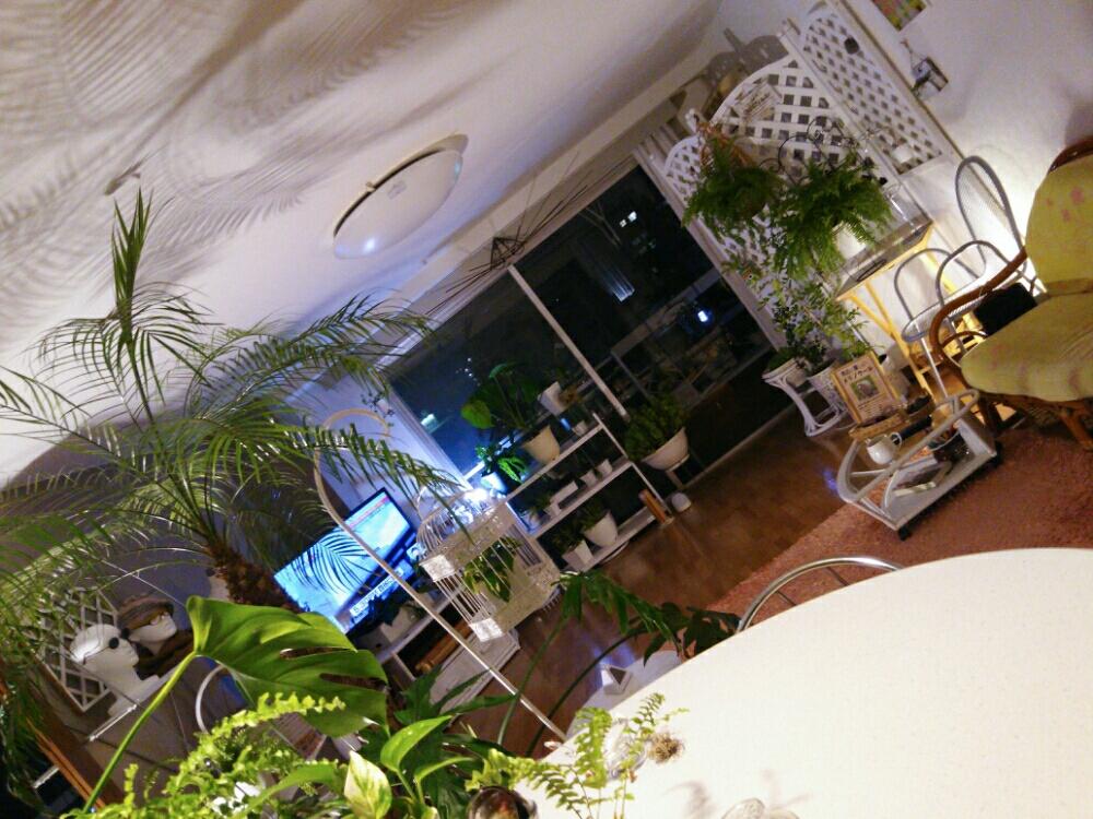 部屋の画像 by Oishi Saiko(Gallery編み魔女)さん | 部屋とシルクジャスミンとアロマティカスとバロックとセロームとタマシダとモンステラとフェニックスロベレニーと多肉植物とスポットライトと観葉植物とハンキングとLEDライトとテラコッタと素朴とアンティークとアイアンとわっさわさとペイントと自己流と成長と輸入雑貨とハーブとアイアン鳥かごとつや消し白とプロヴァンスと曲線美とミントの香りとニョキニョキと新芽と分身といっぱいと存在感