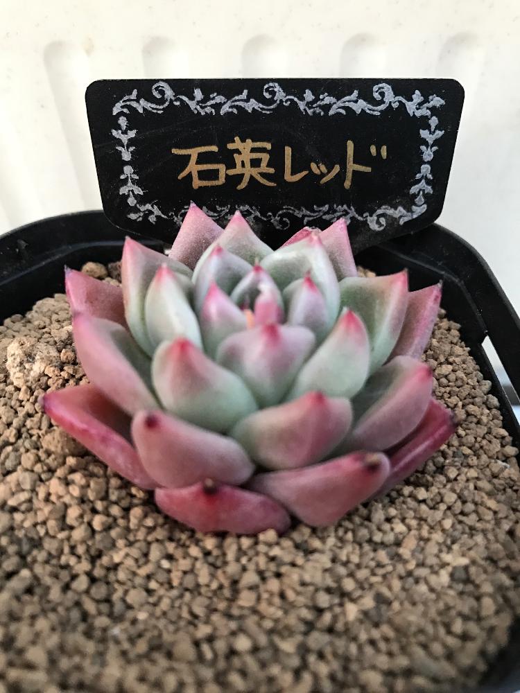 小さな庭の画像 by ニコちゃん大王さん | 小さな庭と石英レッドと多肉植物と我が家の多肉たちとお一人様植えと紅葉する多肉とエケベリア属