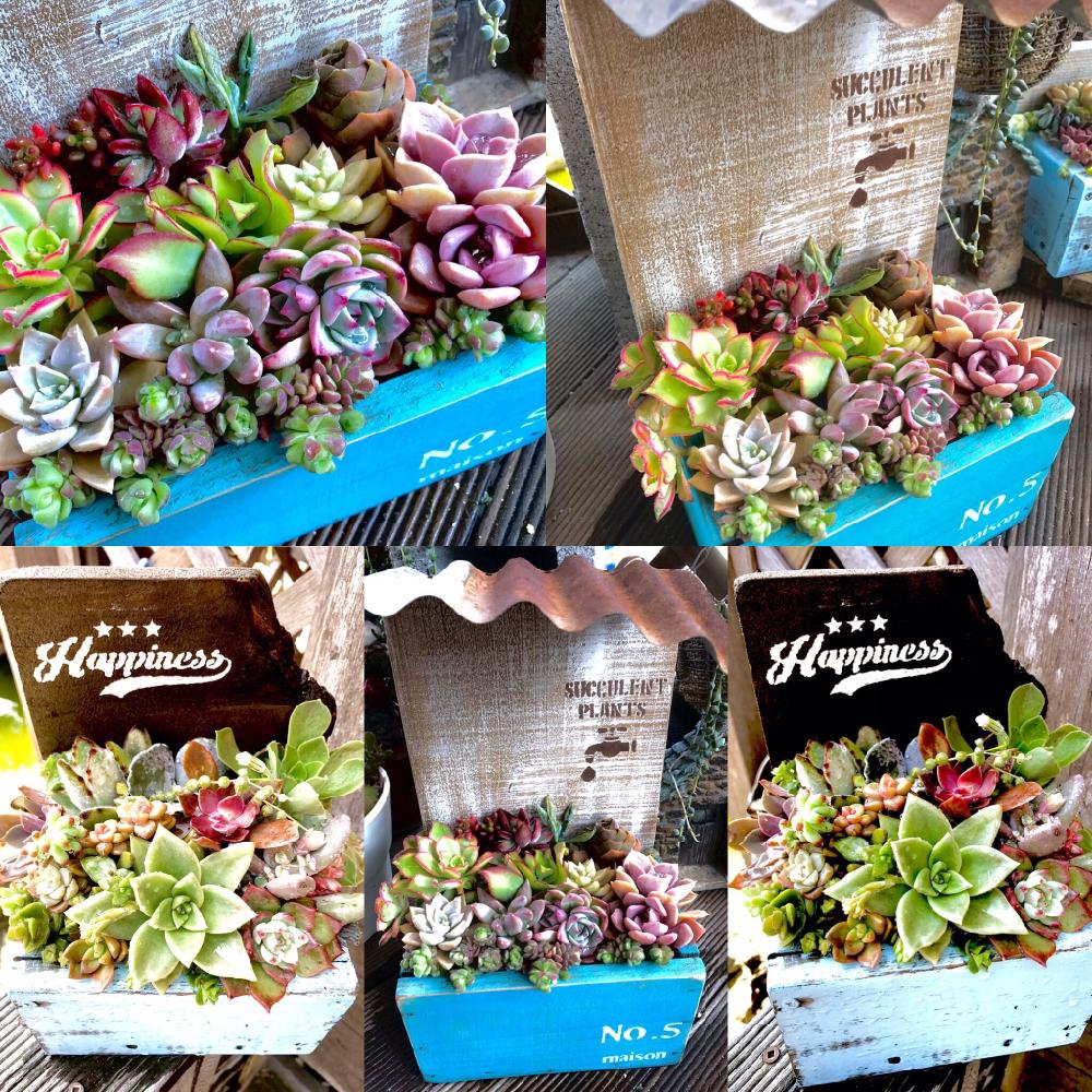 テラスの画像 by ともみん☆さん | テラスとセダム属と多肉植物とカット多肉と多肉の寄せ植えと『春〜初夏の寄せ植え』コンテストとウッドデッキとわが家の多肉スペースと多肉植物寄せ植えと今日の一枚と多肉畑とエケベリア女子と多肉女子と我が家の庭と多肉カット苗とナチュラルスタイルとガーデニングと多肉カット苗寄せ植えとインテリアグリーンと多肉コーナー