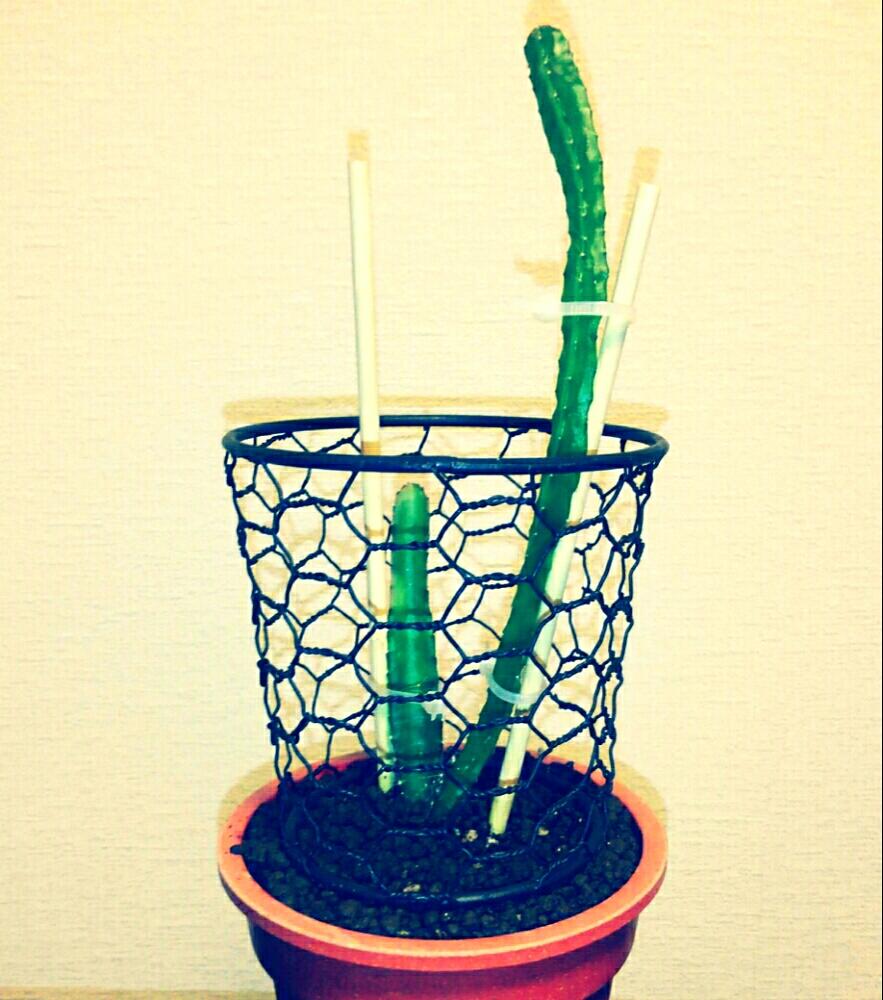部屋の画像 by ゆみさん | 部屋とドラゴンフルーツと多肉植物とサボテン科と観葉植物とタネからと植え替えと温室と成長記録
