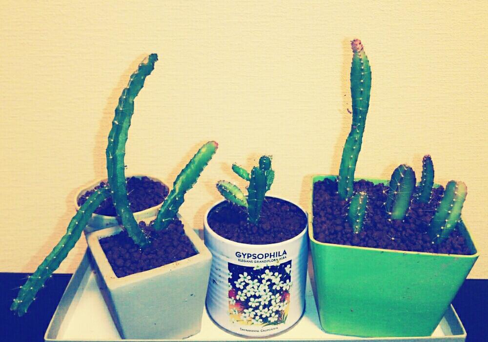 部屋の画像 by ゆみさん | 部屋とドラゴンフルーツと多肉植物とサボテン科と観葉植物とタネからと植え替えと温室と成長記録