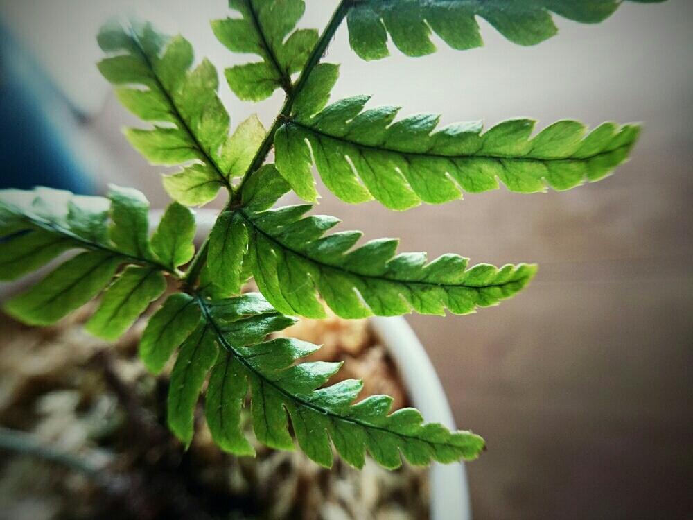 部屋の画像 by 六月さん | 部屋とベニシダとDryopteris erythrosoraとシダ植物と観葉植物と葉脈フェチ