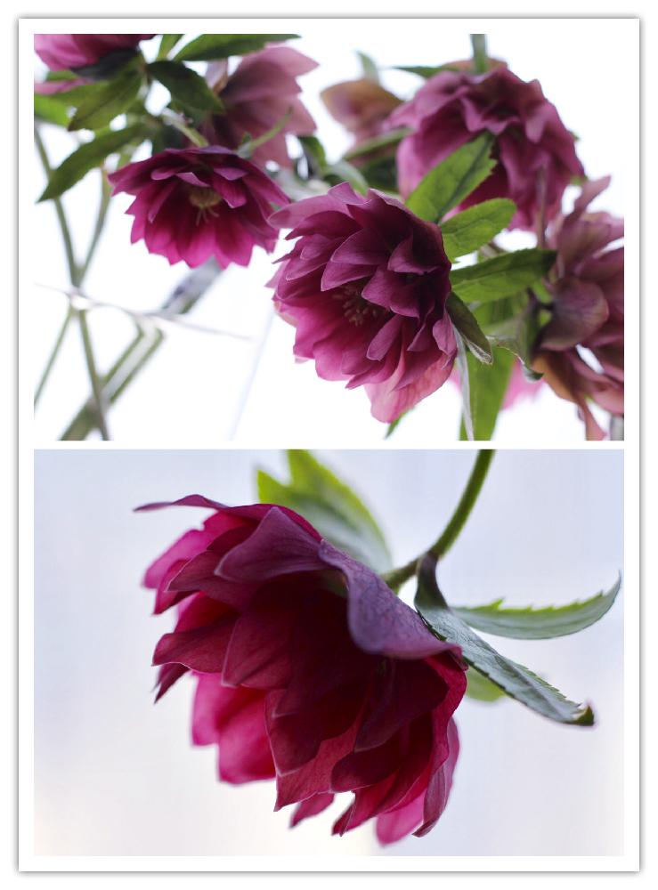 窓辺の画像 by B子さん | 窓辺とクリスマスローズと初心者ですと春のお花とピンクの花とカットと植中毒とはるが来た!と癒されると可愛いとやっぱり花が好き♡