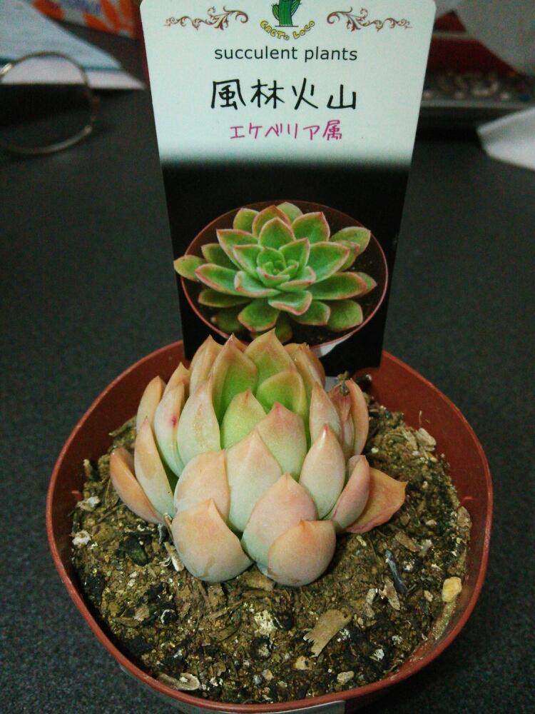 部屋の画像 by GTBさん | 部屋と多肉植物と観葉植物と多肉始めましたと植中毒と今日のお花と珍奇植物