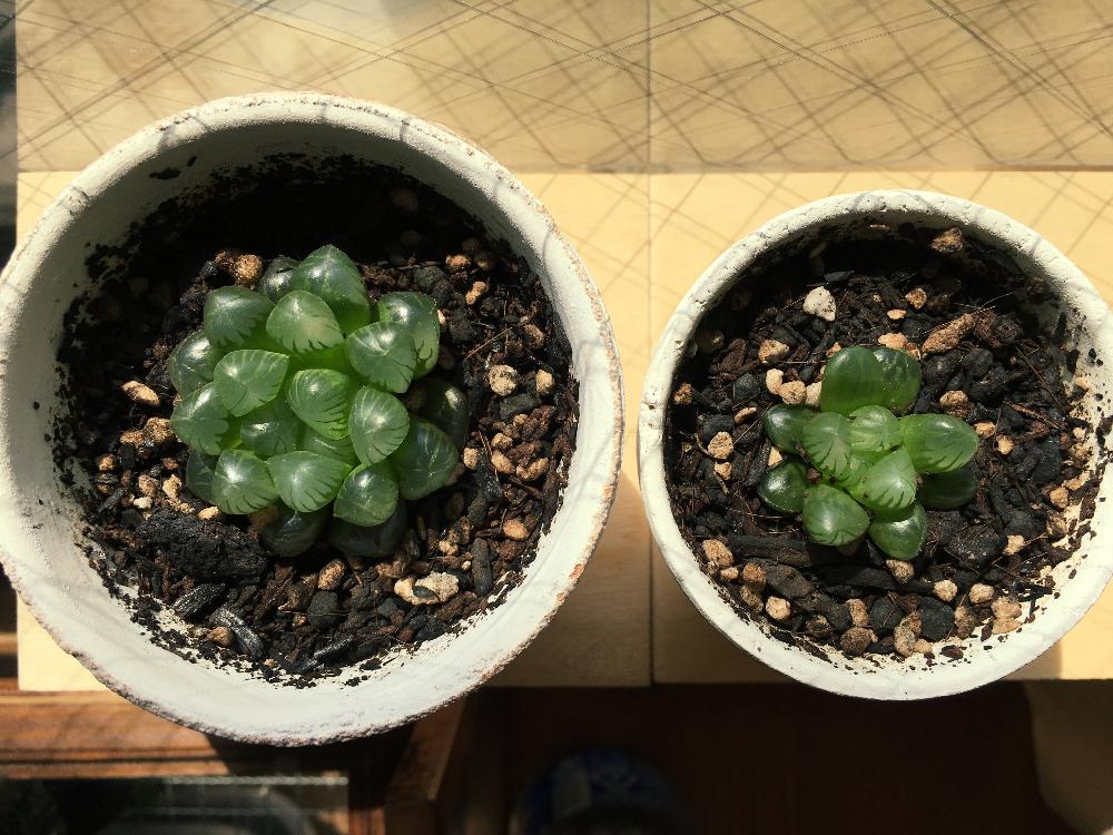 部屋の画像 by ここさん | 部屋とハオルチア オブツーサと多肉植物と観葉植物とハオルチア属とわが家の多肉スペースと今日の一枚と多肉女子