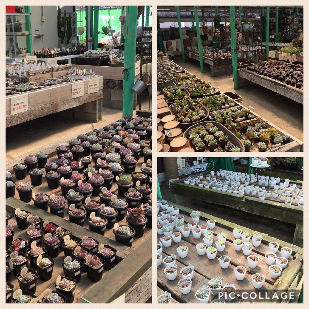 お出かけ先の画像 by Jocelynさん | お出かけ先と多肉植物とHTCと植中毒とエケベリア女子と多肉女子