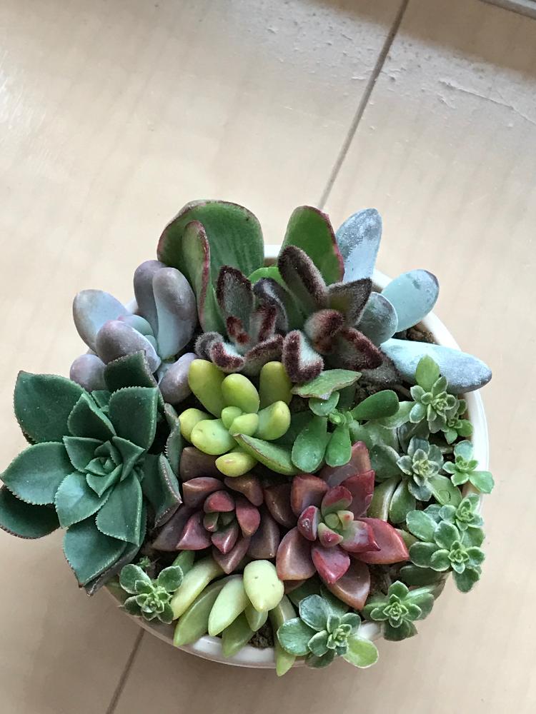 部屋の画像 by ゆき (๑・㉨・๑) さん | 部屋と夕映えと花月錦と幸せ♡と寄せ植えと『春〜初夏の寄せ植え』コンテストとHTC108と植中毒とつい連れ帰ると多肉女子と可愛いと加工なし(^_^)v