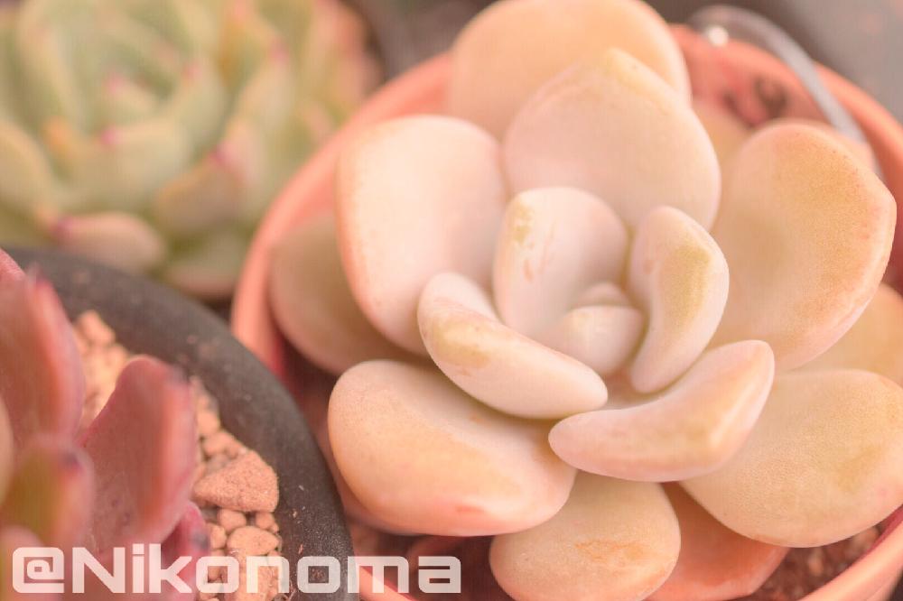 エクステリアの画像 by Nomachanさん | エクステリアと多肉植物とエケ贔屓とおひとり様♡とわが家の多肉スペースと多肉のある暮らしと植中毒と今日の一枚と強い子に育って欲しいと笑顔の源と癒し空間とエケベリア属と新入りさんとMAUEcollection
