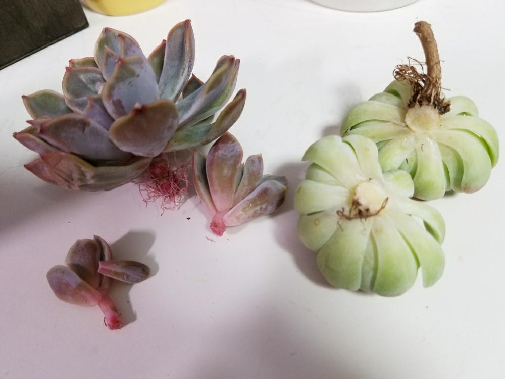 部屋の画像 by りえさん | 部屋とエレガンスポトシナとフィオナと多肉植物と愛知県と双頭と多肉大好きと分頭と多肉女子と子株とタニク初心者とテグスカット