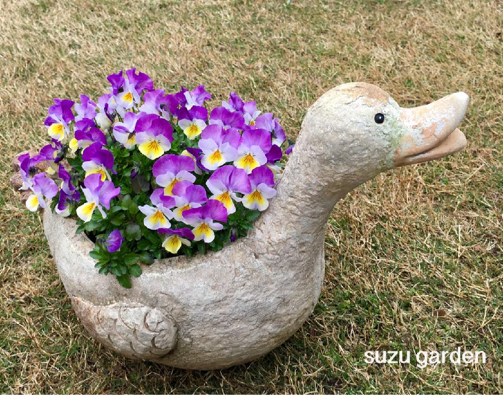 小さな庭の画像 by suzu ♪さん | 小さな庭とガーデニングと我が家の花壇と大好きビオラ