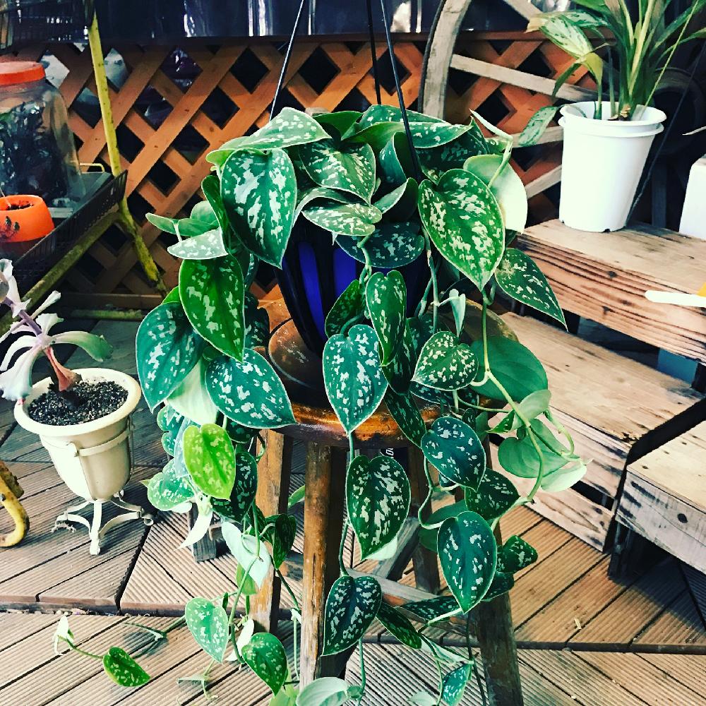 部屋の画像 by zozpopさん | 部屋とサボテン科と観葉植物とおもしろいと植中毒とplantsと今日のお花とはるが来た!とエケベリア女子と多肉女子と多肉多肉多肉とlove plantsと生物とインテリアグリーン