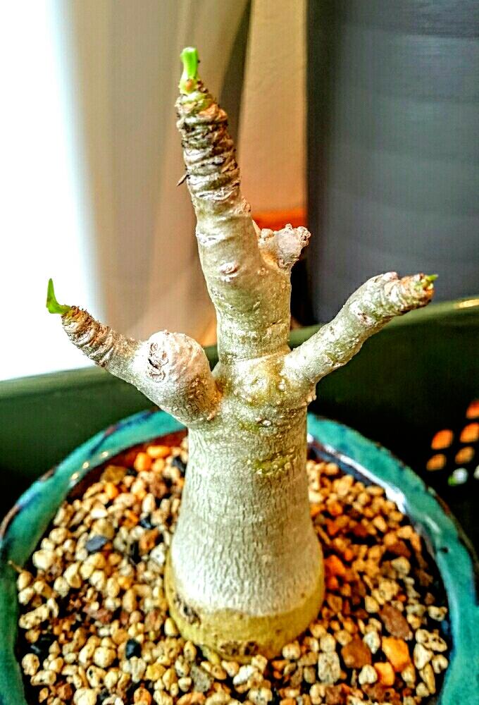 窓辺の画像 by chulu042さん | 窓辺とアデニウム属と観葉植物と癒しと新芽フェチとコーデックスと趣味と窓辺に緑をとgreenlifeとgreenと花を咲かせたいと室内管理とインテリアグリーン