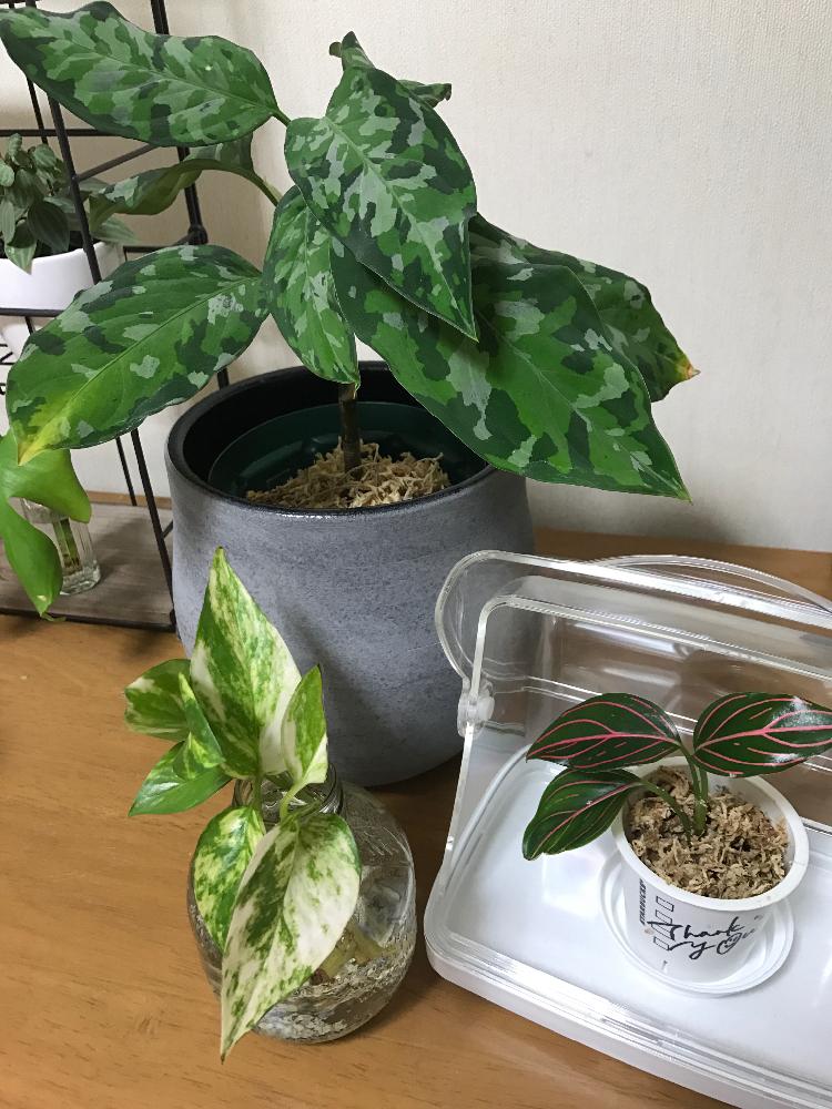 部屋の画像 by Nanaさん | 部屋と水栽培と観葉植物とポトス♪とアグラオネマ属と植中毒と今日の一枚とつる性植物