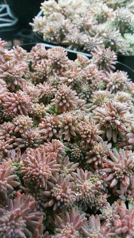 小さな庭の画像 by 松本市の花屋さん | 小さな庭とセダム属と多肉植物と雪に負けないと観葉植物と多肉大好きと植物と植中毒と今日の一枚と多年草と部屋の全景とガーデニングと珍奇植物とビザールプランツとsucculent