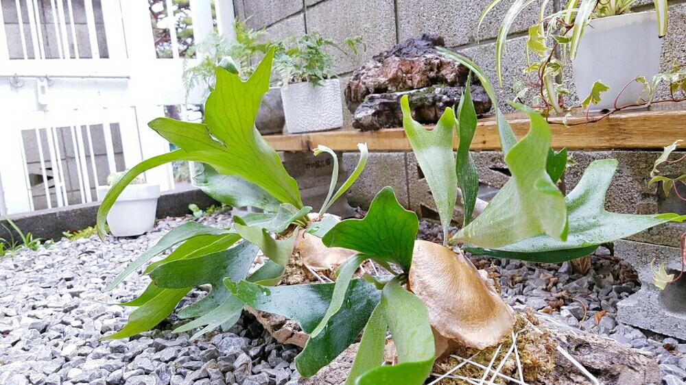 小さな庭の画像 by MATEIさん | 小さな庭と観葉植物と植物のある暮らしとグリーンのある暮らしとアイビー❇︎と植中毒と今日の一枚とアトリエとgreenと100いいね!と❤ 100いいね!