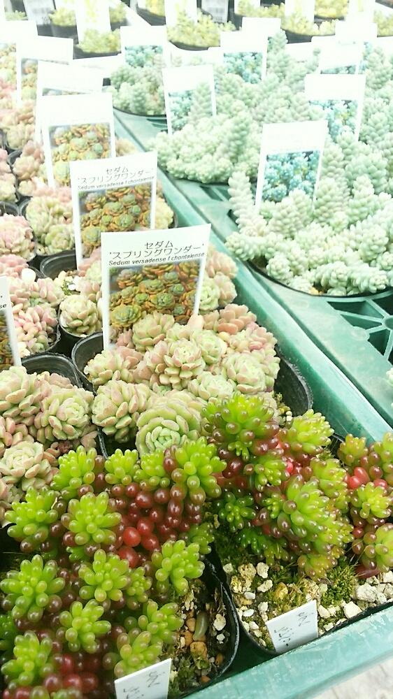 小さな庭の画像 by 松本市の花屋さん | 小さな庭とセダム属と多肉植物と雪に負けないと観葉植物と多肉大好きとわが家の多肉スペースと レッドベリーと植物と植中毒と今日の一枚と多年草と部屋の全景とガーデニングと珍奇植物とダシフィルム バーナティ☆とビザールプランツとスプリングワンダー1とsucculent
