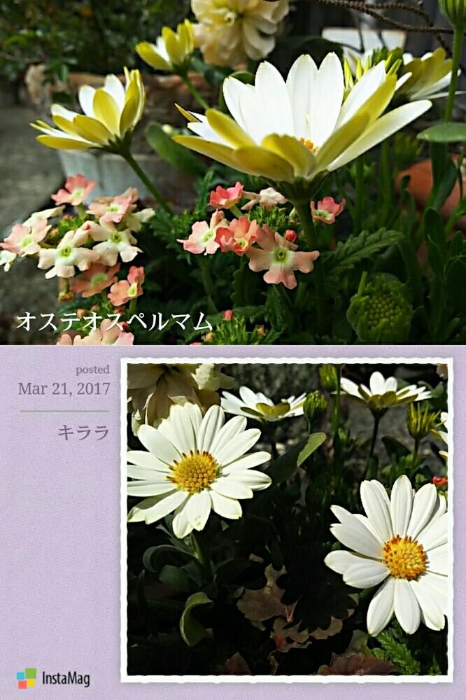 小さな庭の画像 by chocomintさん | 小さな庭と寄せ植えとナチュラルガーデンとオステオスペルマム。とリバーシブルと花のある暮らし