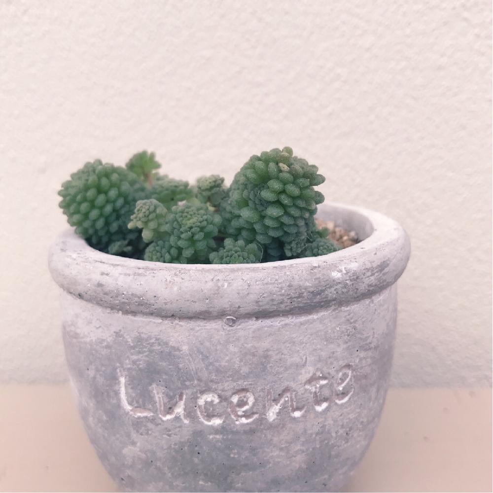 バルコニー/ベランダの画像 by momoさん | バルコニー/ベランダとポリフィラと多肉植物と癒しと多肉のある暮らしと植中毒と今日の一枚と多肉女子