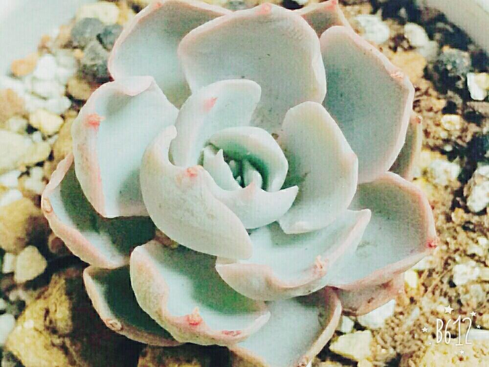 窓辺の画像 by elly.mさん | 窓辺とサブセシリスと多肉植物と多肉大好きと植中毒と今日のお花と可愛い多肉ちゃん❤︎とエケベリア女子とエケベリア属と多肉女子と多肉初心者