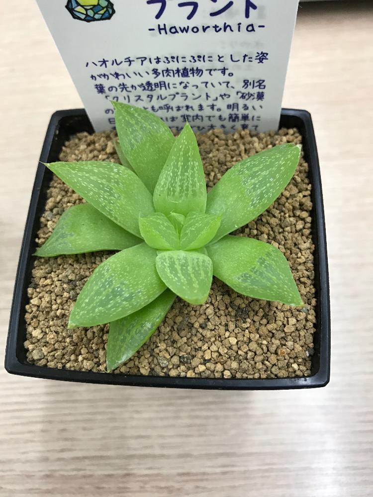 部屋の画像 by てんきさん | 部屋とハオルチア 萌とハオルチアとハオルチア属と多肉植物と多肉女子
