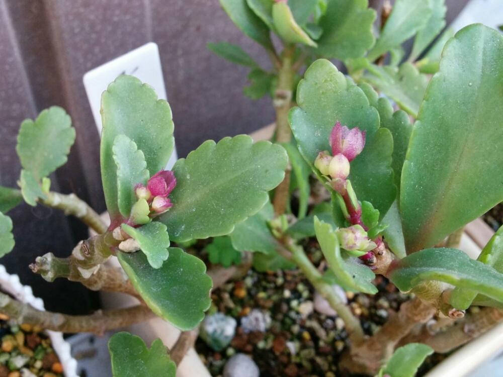小さな庭の画像 by あおい32さん | 小さな庭とカランコエ ウェンディと多肉植物と千葉県と観葉植物