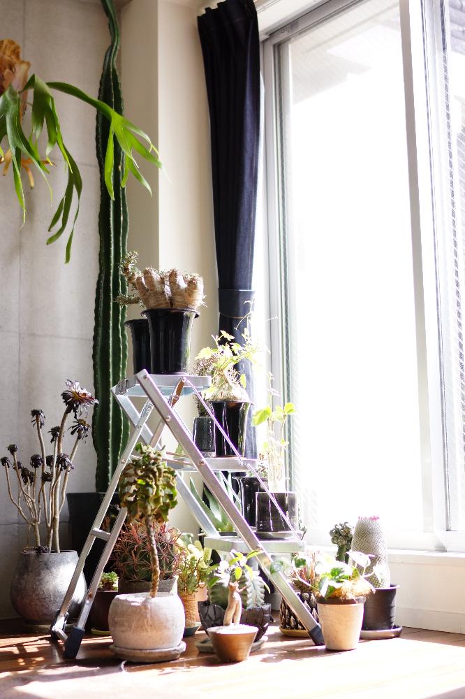 部屋の画像 by MURAさん | 部屋と多肉植物とコーデックスと日光浴と塊根植物と『植物と暮らす』コンテストと珍奇植物とビザールプランツ