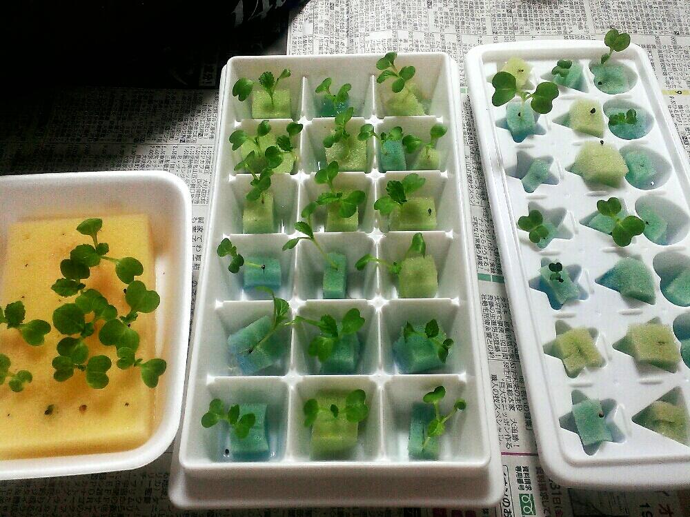 窓辺の画像 by panda*pandaさん | 窓辺と水栽培と芽が出たと水耕栽培と家庭菜園
