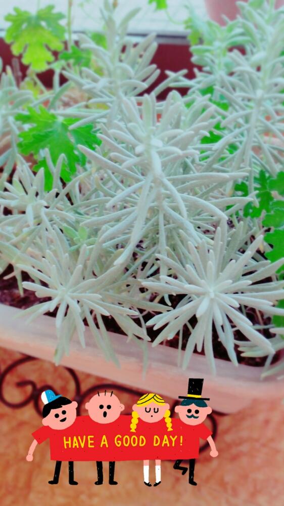 玄関の画像 by マナミアさん | 玄関とヘリクリサム属と今日のお花