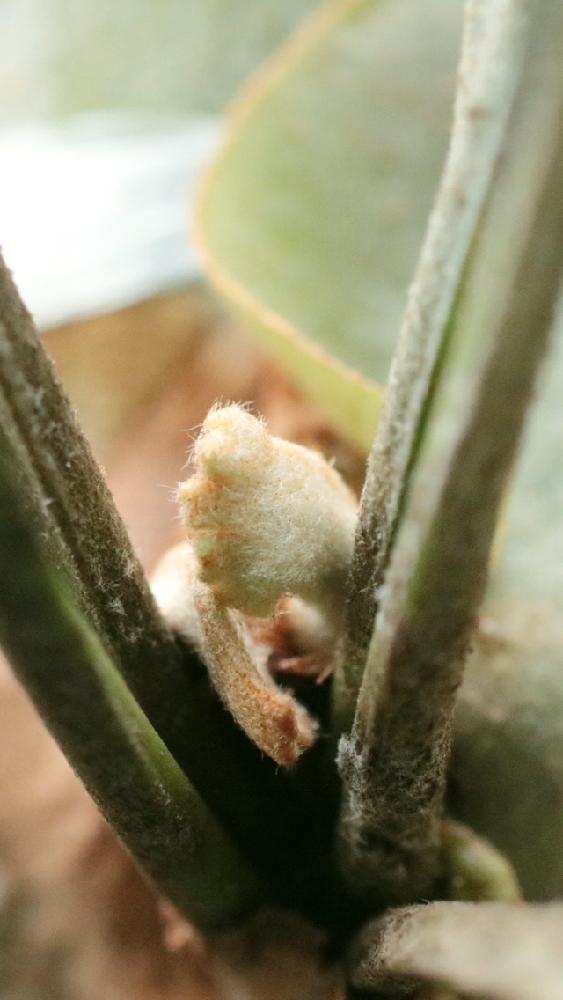 小さな庭の画像 by きつねさん | 小さな庭とPlatycerium bifurcatumと'Doi-tung'と着生植物と観葉植物とシダ沼と ビカクシダと素晴らシダと羊歯植物と着生シダとシンタロウの『ビカクシダコンテスト』とシダ植物とferntasticとシダニウムと枯らしたら赤いきつね(赤面的な意味で)