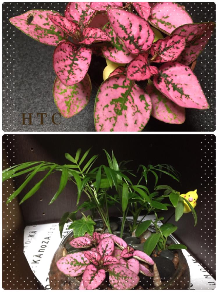 部屋の画像 by ゆうちゃんさん | 部屋と『木立会』と植物男子とギブアンドギブと植中毒と木立会28番弟子と今朝の一枚とHTC社員とHTC社員No110