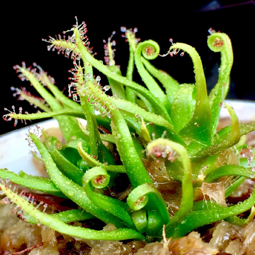 小さな庭の画像 by ニシゴロウさん | 小さな庭とHTCと食虫植物と早春と植中毒と球根でないドロセラとガーデニングと珍奇植物と『食虫植物』コンテスト