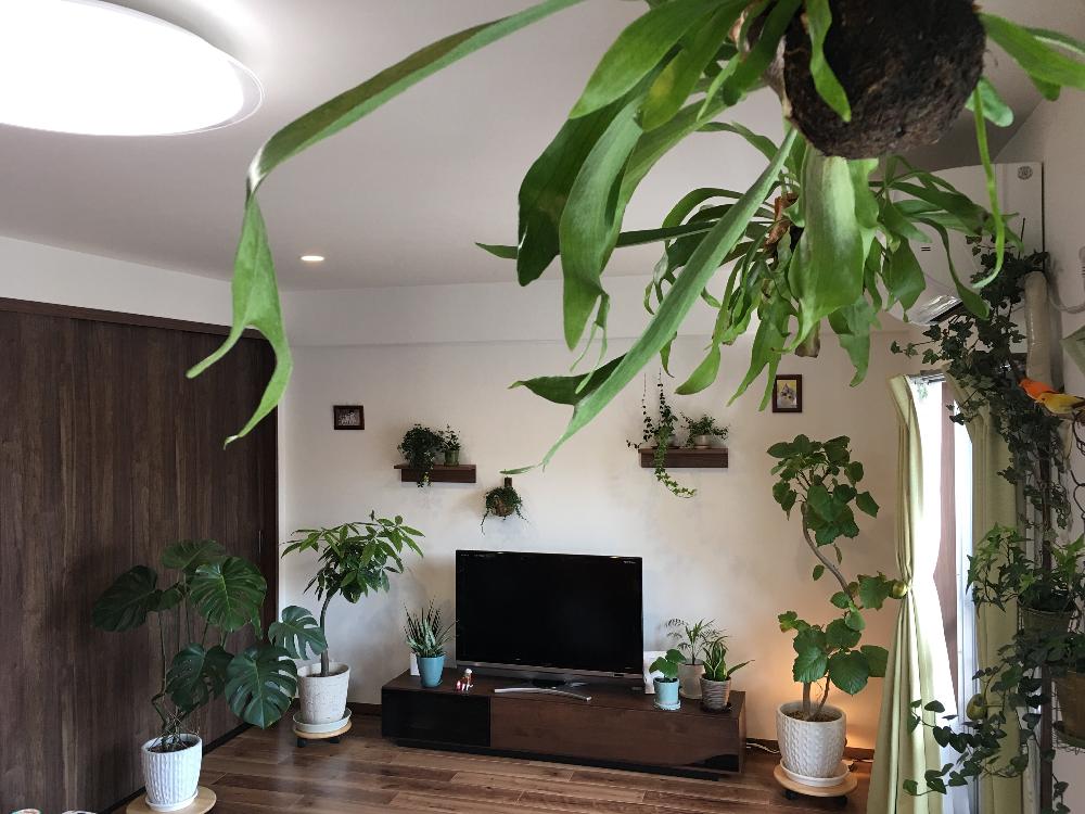 部屋の画像 by ジソパさん | 部屋とモンステラとコウモリランとフィカス ウンベラータと『植物と暮らす』コンテスト