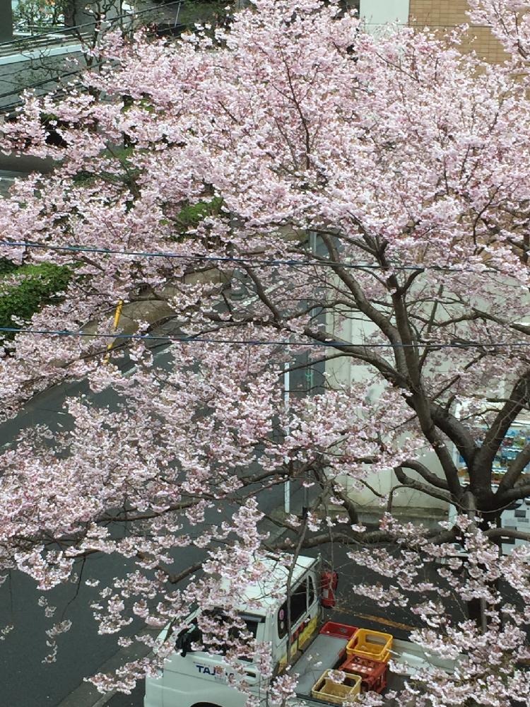 お出かけ先の画像 by 淳 こさん | お出かけ先と『桜』コンテストと小雨の中でとさくら 桜 サクラ