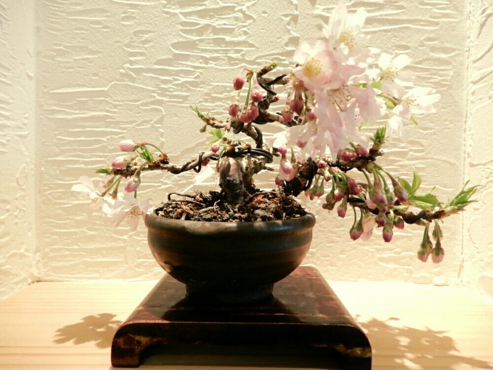 部屋の画像 by High Rollerさん | 部屋とサクラと立春盆栽大市産と今日の盆栽と植中毒と今日のお花と『桜』コンテストとミニ盆栽と小品盆栽と豆盆栽と盆栽と咲いた!