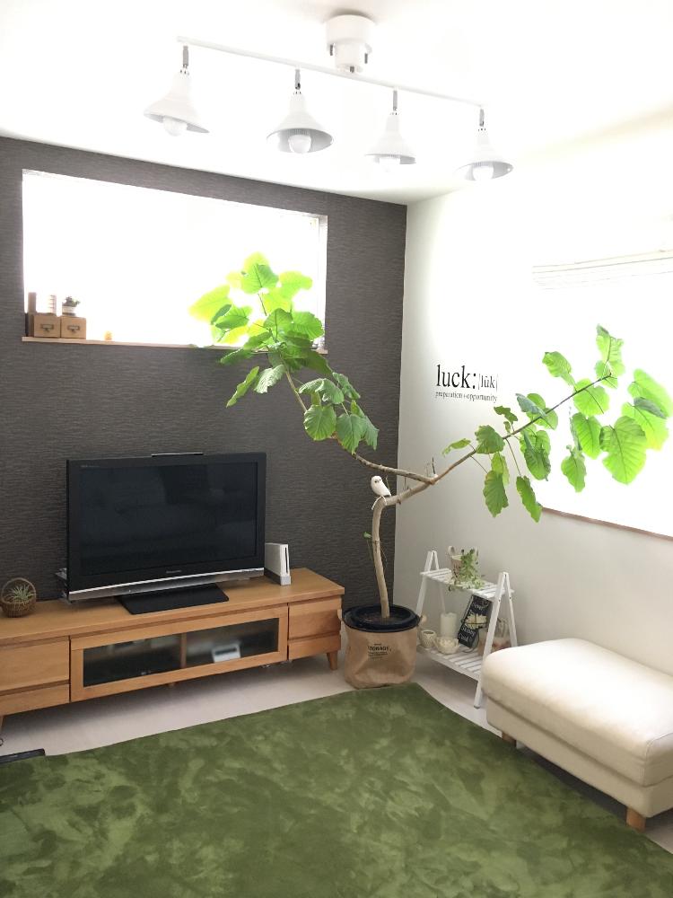 部屋の画像 by miyuさん | 部屋と観葉植物と『植物と暮らすリビング』コンテストとわが家の観葉植物❢とフェイクグリーンと『植物と暮らす』コンテストとリビングとナチュラルスタイルとウンベラータ♡︎ʾʾとインダストリアルと男前