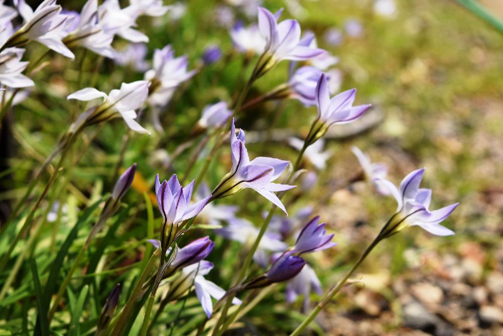 お出かけ先の画像 by コットンさん | お出かけ先とハナニラと『山野草』コンテストと白い花とうなじショット