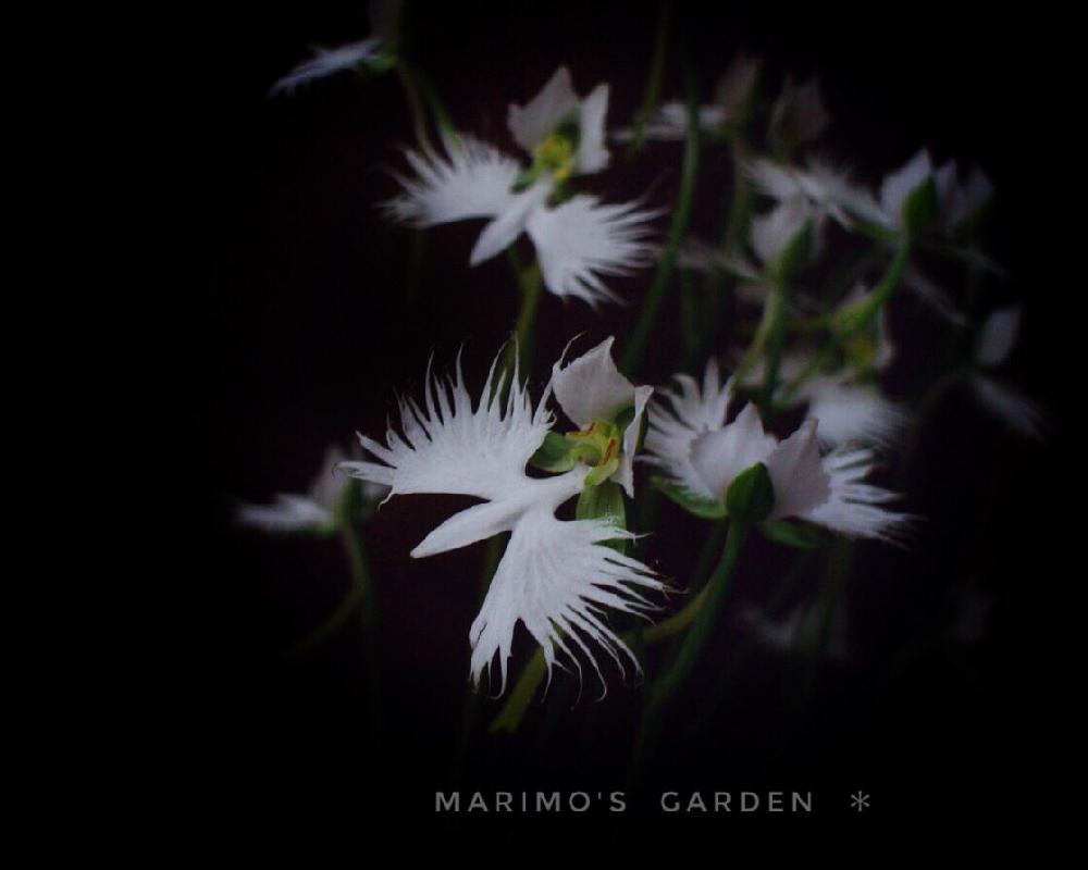 バルコニー/ベランダの画像 by マリモさん | バルコニー/ベランダとサギソウと『山野草』コンテストと今日のお花と白い花