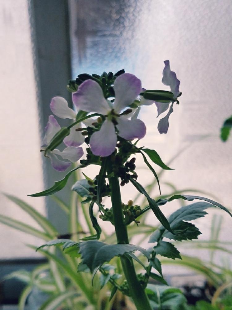 キッチンの画像 by このはなこゆきさん | キッチンとダイコンの花とおでんの大根と今日の一枚