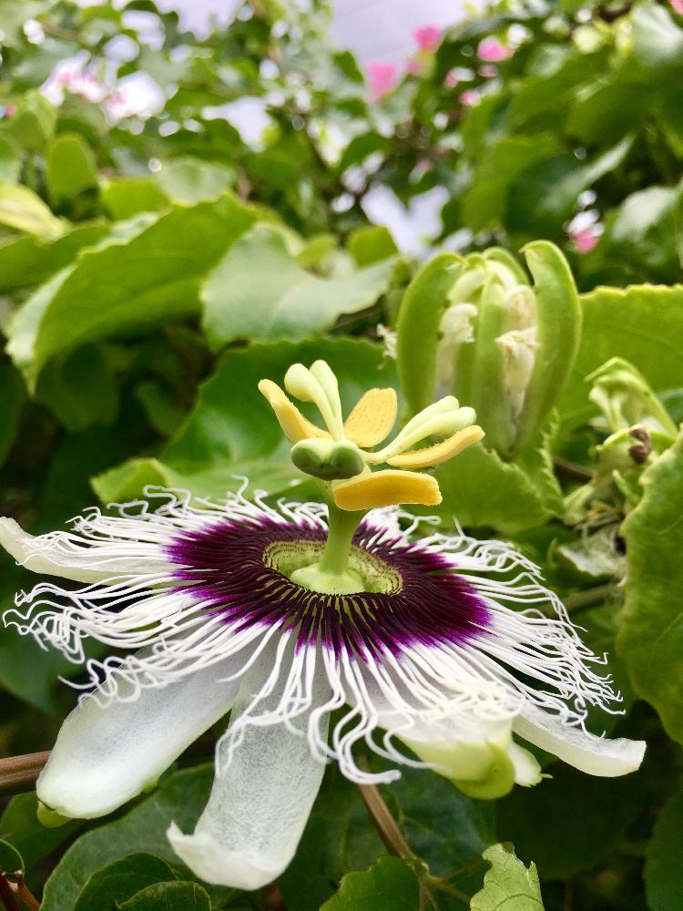 小さな庭の画像 by sussex roadさん | 小さな庭とパッションフルーツと Passiflora Panama Goldとパッションフルーツ♡とアピールと受粉待ち
