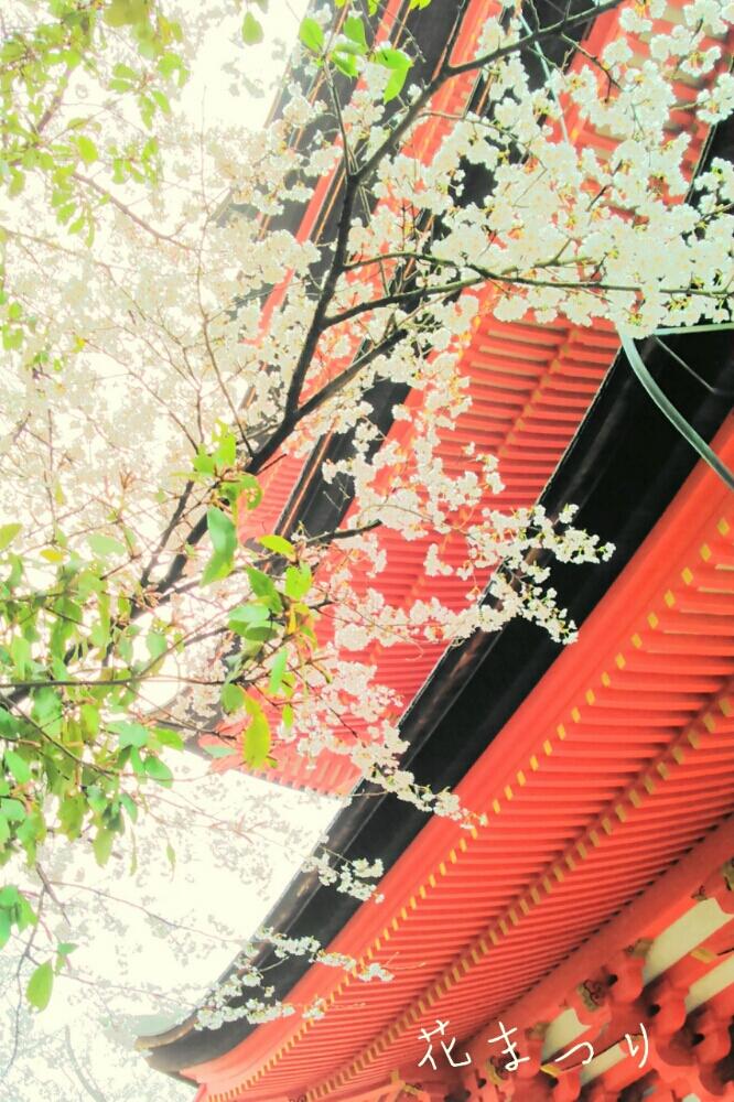 お出かけ先の画像 by Kumachanさん | お出かけ先とHTCとキュンキュン乙女倶楽部と天気は曇りと桜満開❗と安芸の宮島