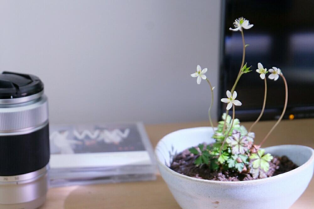 インテリアの画像 by ricefishさん | インテリアとバイカオウレンと常緑と春に咲く花と和風ティストと『山野草』コンテストと山野草と今日の一枚とリビングと早春の花と白い花と小さな花
