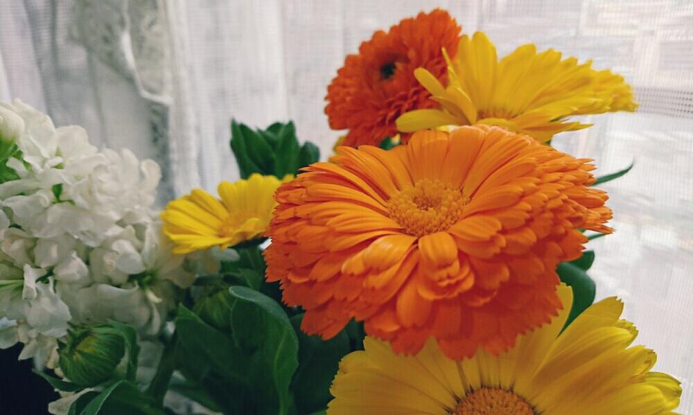 玄関の画像 by chiiさん | 玄関とキンセンカと今日の一枚とオレンジの花