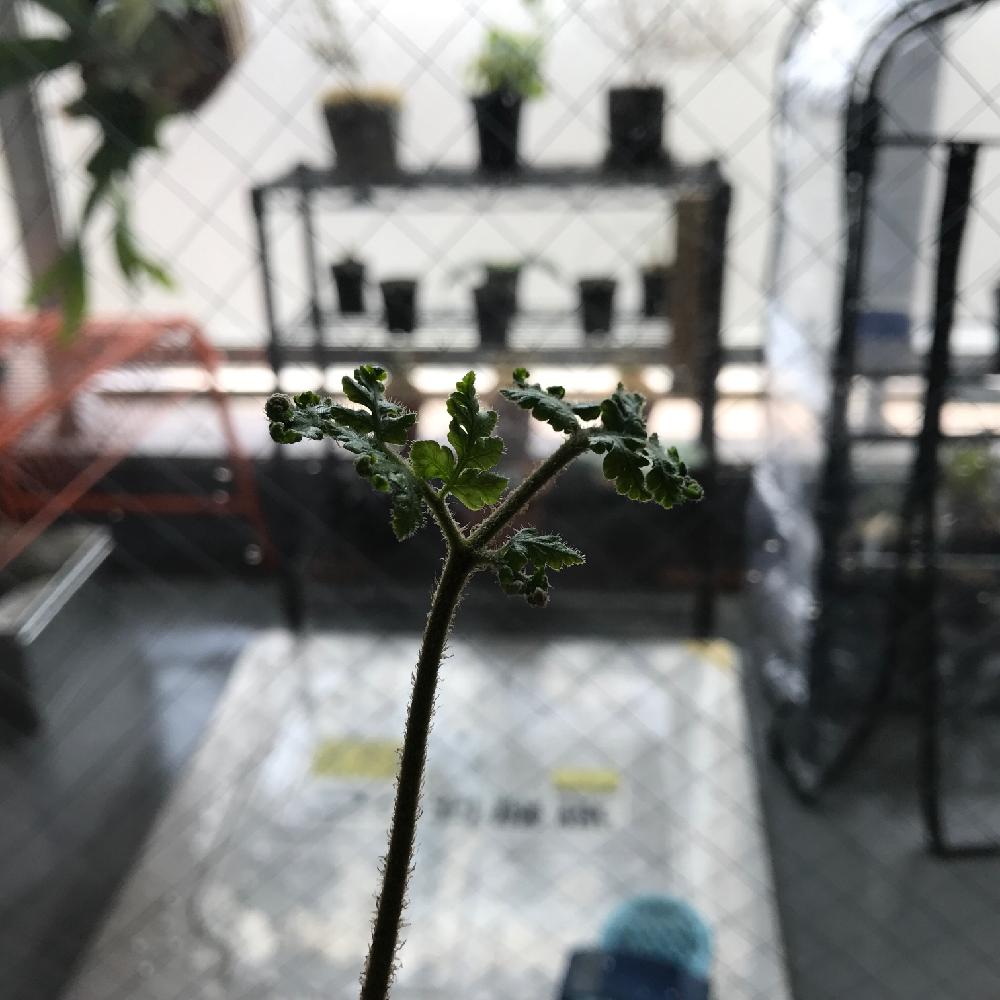 部屋の画像 by K2さん | 部屋とタカワラビとキンモウコウと部屋の中とタカワラビ科と植中毒と今日の一枚