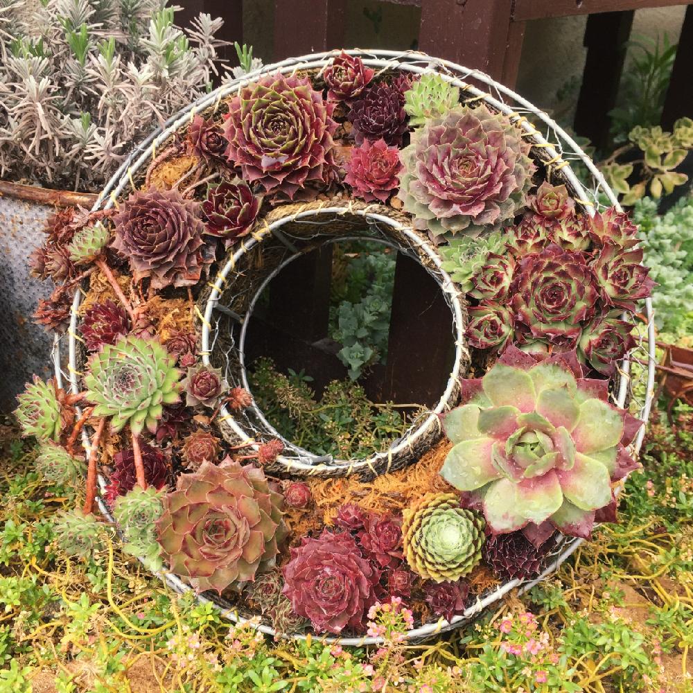 アプローチの画像 by ERIさん | アプローチとセンベルビウムとマイ・コレクションとお気に入り♡とERI's Succulent Plants@と今日の一枚と我が家の花壇と自己流と記録としてとセンペルビブムとセンペルリースとpic加工なしとええよええよ