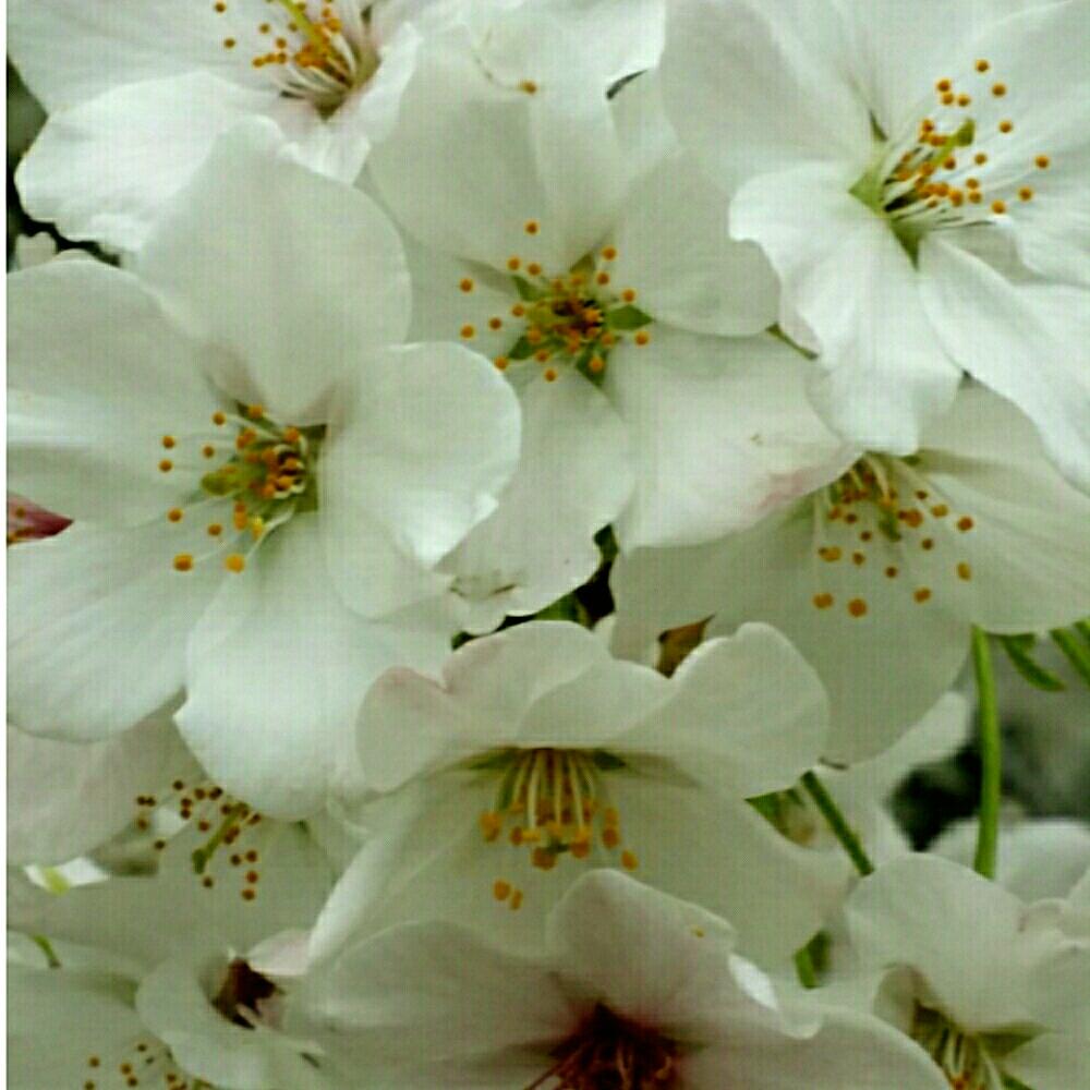 お出かけ先の画像 by aki~nakさん | お出かけ先と大好きと満開!と今日の一枚と今日のお花と『桜』コンテストとさくらの花と花のある暮らしとフラワーパークと天気曇りがちと咲いた!