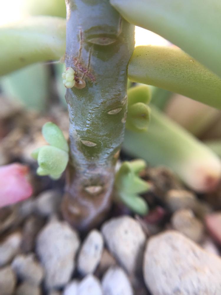バルコニー/ベランダの画像 by hanaさん | バルコニー/ベランダとマッコスと多肉植物と植中毒と今日のお花とエケベリア女子とエケベリア属と多肉女子とド・アップ ◟̊◞̊ ♪と多肉の赤ちゃん❤︎