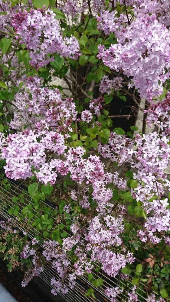 お出かけ先の画像 by evelyn_nさん | お出かけ先とライラックと今日のお花と咲いた!と今日の一枚