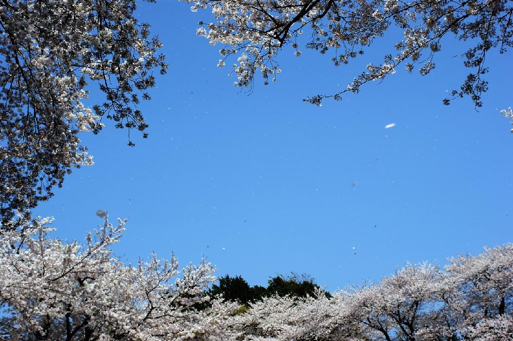 お出かけ先の画像 by ぽかぽかなおさん | お出かけ先とサクラと『桜』コンテストと青空と近所のお寺