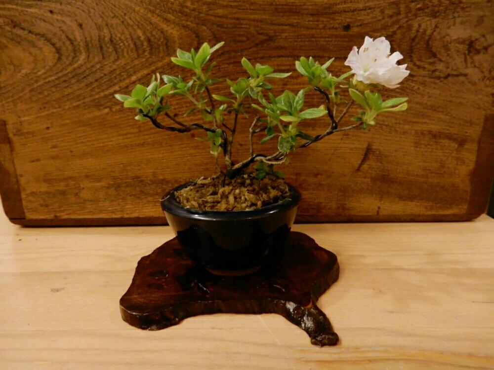 部屋の画像 by High Rollerさん | 部屋とツツジと上野グリーンクラブ常設売店産と今日の盆栽と植中毒と今日のお花とミニ盆栽と小品盆栽と豆盆栽と盆栽と咲いた!