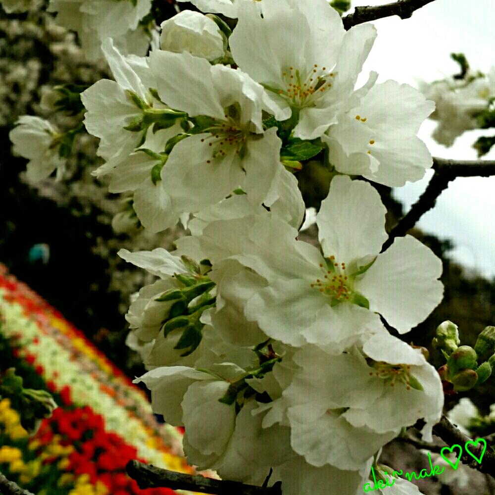 お出かけ先の画像 by aki~nakさん | お出かけ先と満開!と今日の一枚と今日のお花と『桜』コンテストと桜とチュ―リップとさくらの花と花のある暮らしとフラワーパークと咲いた!と大好きと天気曇りがち
